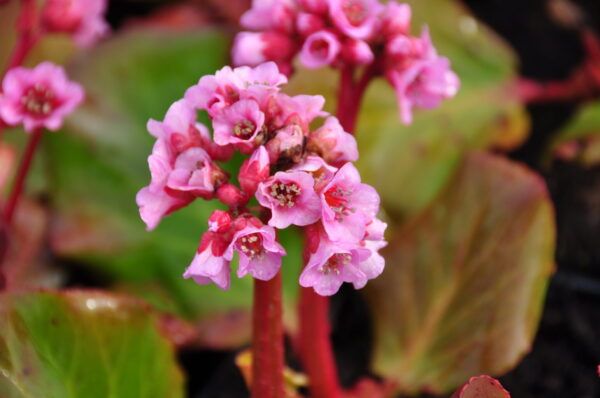Bergenia cordifolia Bergenie