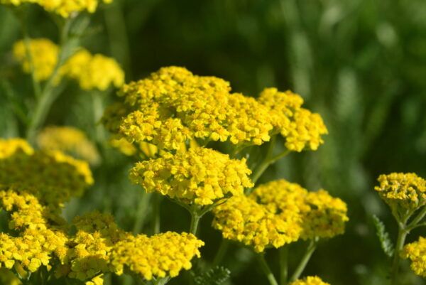 Achillea clypeolata Little Moonshine Goldquirl - Garbe