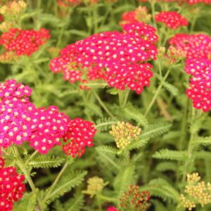 Achillea millefolium Hyb. Petra Vielblättrige Garbe Petra