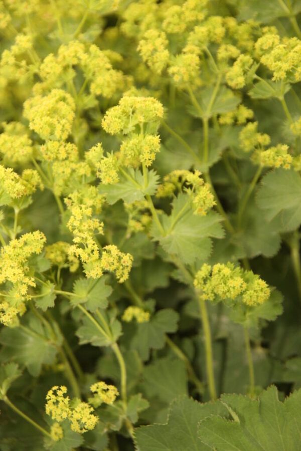 Alchemilla mollis Großblättriger Frauenmantel