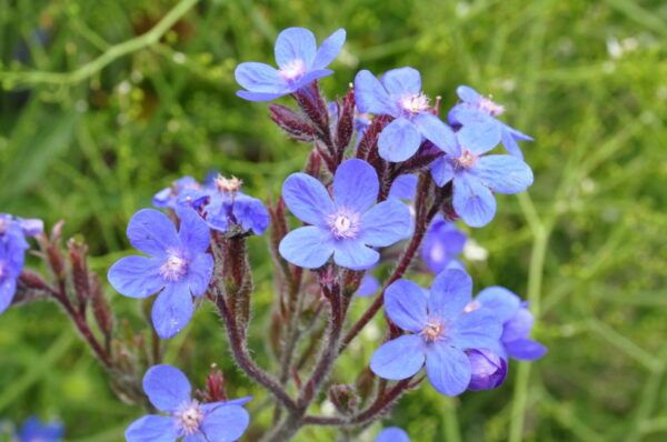 Anchusa officinalis Gewöhnliche Ochsenzunge