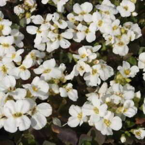 Arabis caucasica Plena Gänsekresse