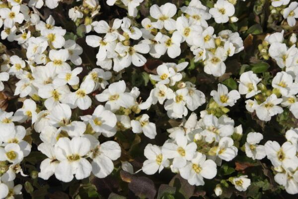 Arabis caucasica Plena Gefüllte Gänsekresse