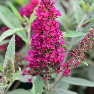 Buddleja davidii Buzz Magenta Zwerg - Sommerflieder Magenta