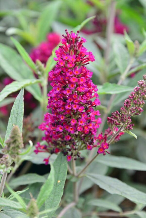Buddleja davidii Buzz Magenta Zwerg - Sommerflieder Magenta