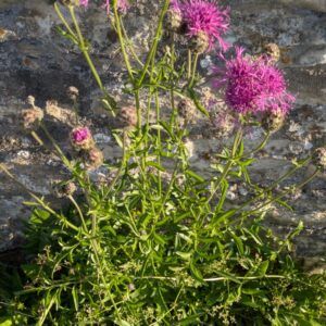 Wiesen - Flockenblume Centaurea jacea