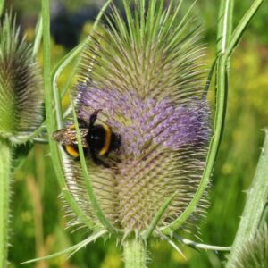 Dipsacus fullonum sylvestris Wilde Karde