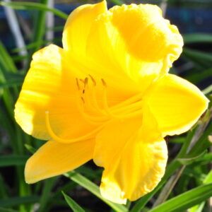 Hemmerocallis - hybr. Stella de Oro Zwerg - Taglilie