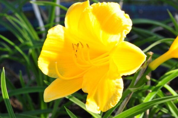 Hemmerocallis - hybr. Stella de Oro Zwerg - Taglilie