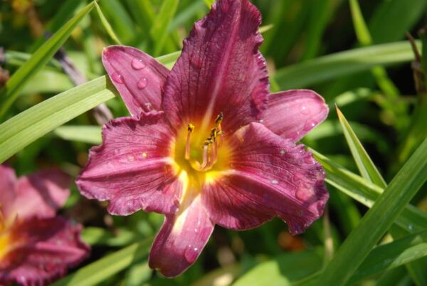 Hemerocallis Hybr. Summer Wine Taglilie Summer Wine