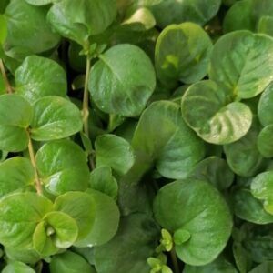 Lysmachia nummularia Münzkraut / Pfennigkraut