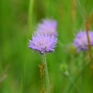 Knautia arvensis Acker - Witwenblume