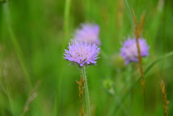 Knautia arvensis Acker - Witwenblume