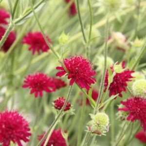 Knautia macedonica Mazedonische - Witwenblume