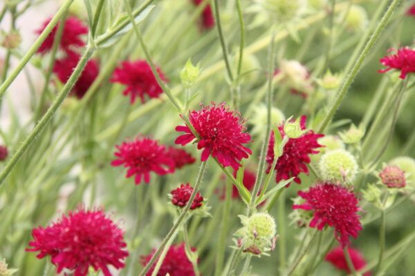 Knautia macedonica Mazedonische - Witwenblume