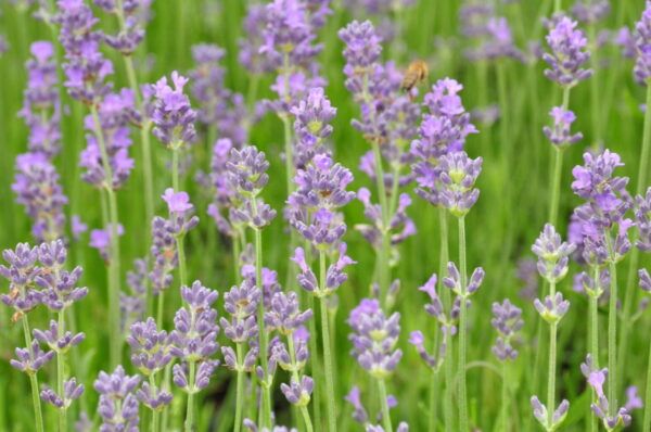 Lavandula officinalis vera Echter Lavendel – Bild 3