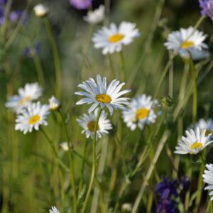 Leucanthemum vulgare Wiesen - Margarite