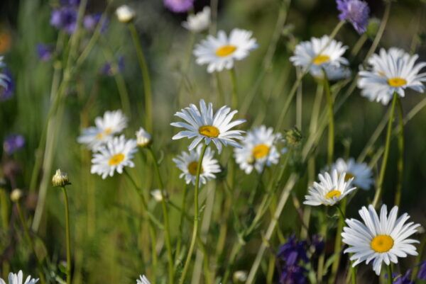 Leucanthemum vulgare Wiesen - Margarite