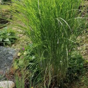 Miscanthus sinensis Yakushima Dwarf Zwerg - Chinaschilf