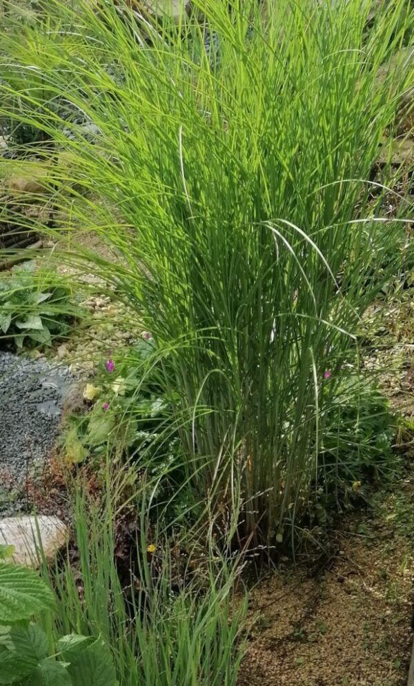 Miscanthus sinensis Yakushima Dwarf Zwerg - Chinaschilf