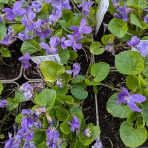 Viola odorata Königin Charlotte Duftveilchen