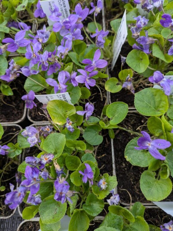 Viola odorata Königin Charlotte Duftveilchen