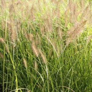 Pennisetum alopecuroides Hameln Lampenputzergras Hameln