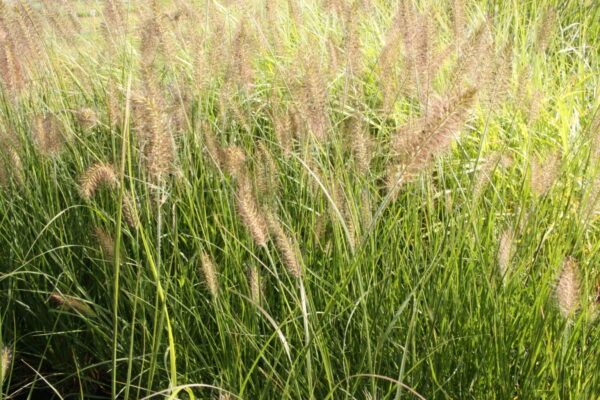 Pennisetum alopecuroides Hameln Lampenputzergras Hameln
