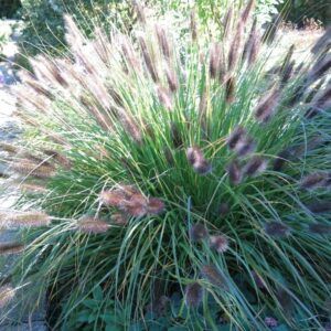 Pennisetum alopecuroides Moudry Federborstengras Moudry