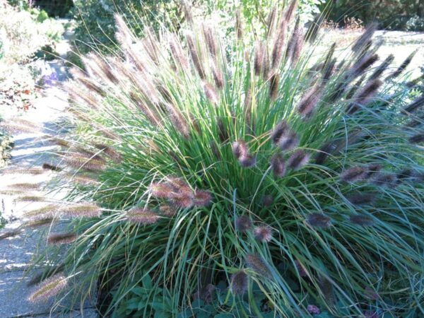 Pennisetum alopecuroides Moudry Federborstengras Moudry