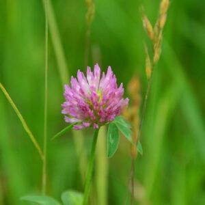 Trifolium pratense Rot - Wiesen - Klee