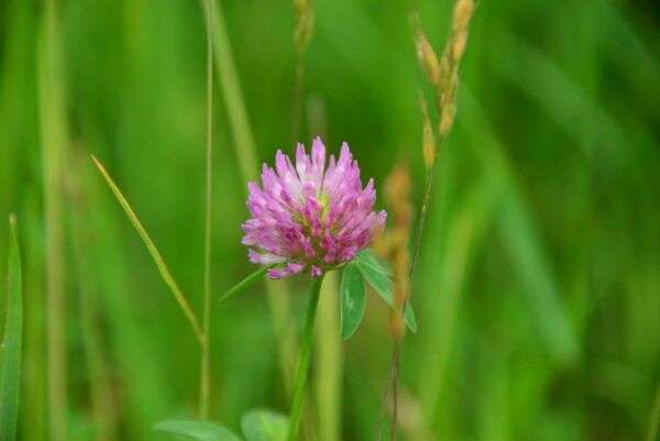 Trifolium pratense Rot - Wiesen - Klee