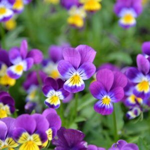 Viola tricolor Wildes Stiefmütterchen