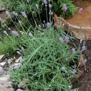 Lavandula officinalis vera Echter Lavendel