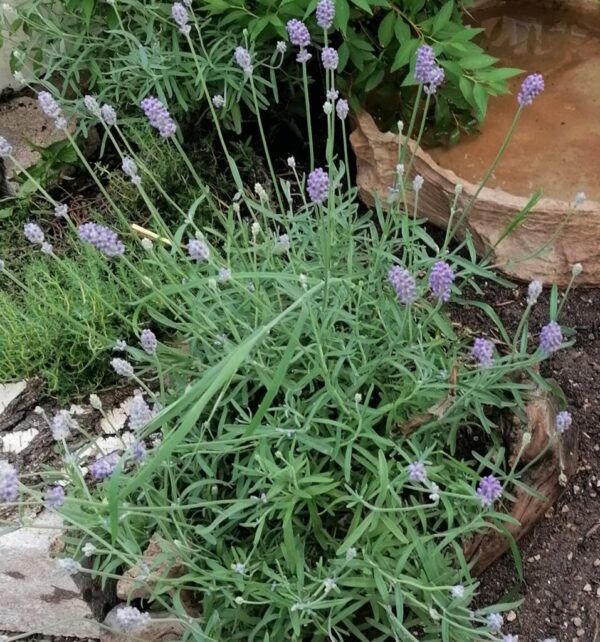 Lavandula officinalis vera Echter Lavendel