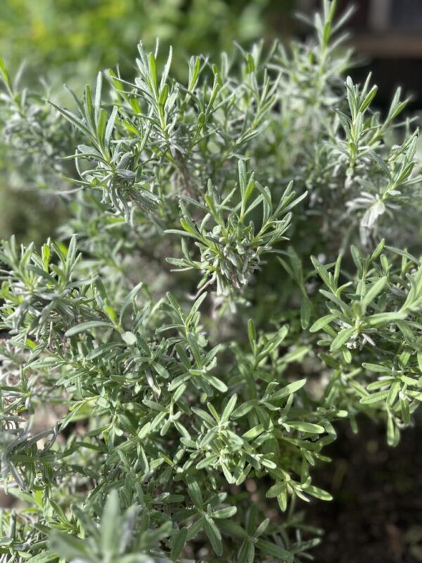 Lavandula officinalis vera Echter Lavendel – Bild 2