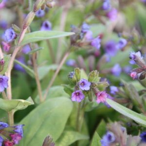 Pulmonaria officinalis Echtes Lungenkraut