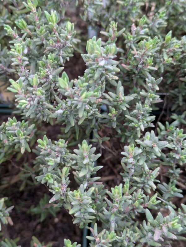 Thymus vulgaris Echter Thymian – Bild 2