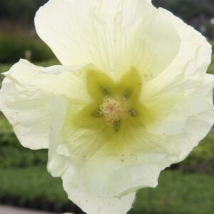 Alcea ficifolia Sunshine Stockrose
