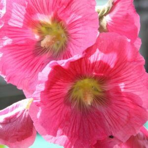 Alcea ficifolia Radiant Rosè Stockrose