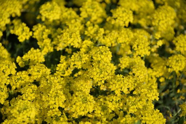Alyssum montanum Berg - Steinkraut