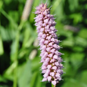 Bistorta officinalis Wiesenknöterich