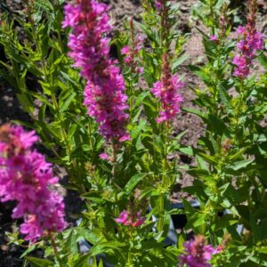 Lythrum salicaria  Blut - Weiderich