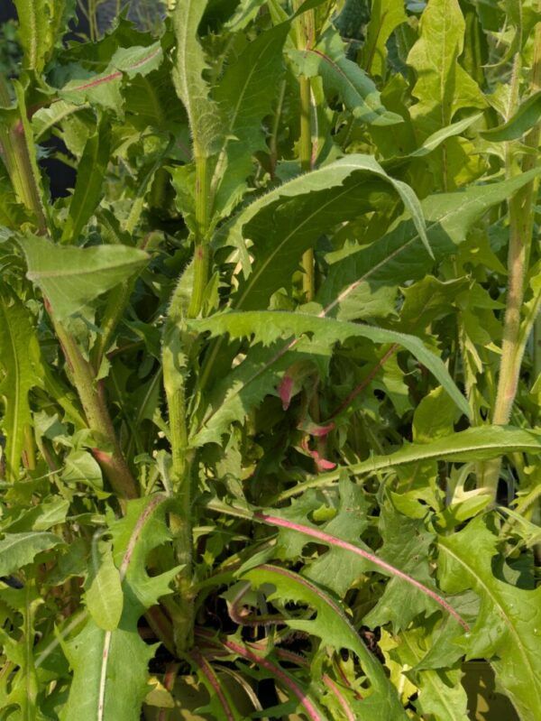 Cichorium intybus Wegwarte