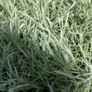 Helichrysum italicum Currykraut