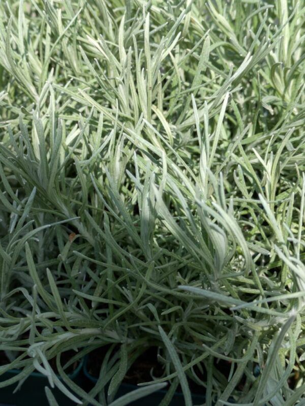 Helichrysum italicum Currykraut