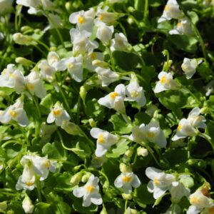 Cymbalaria pallida Albiflora   Zimbelkraut