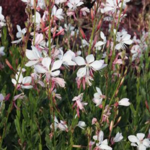 Gaura lindheimeri Gaudi White Prachtkerze