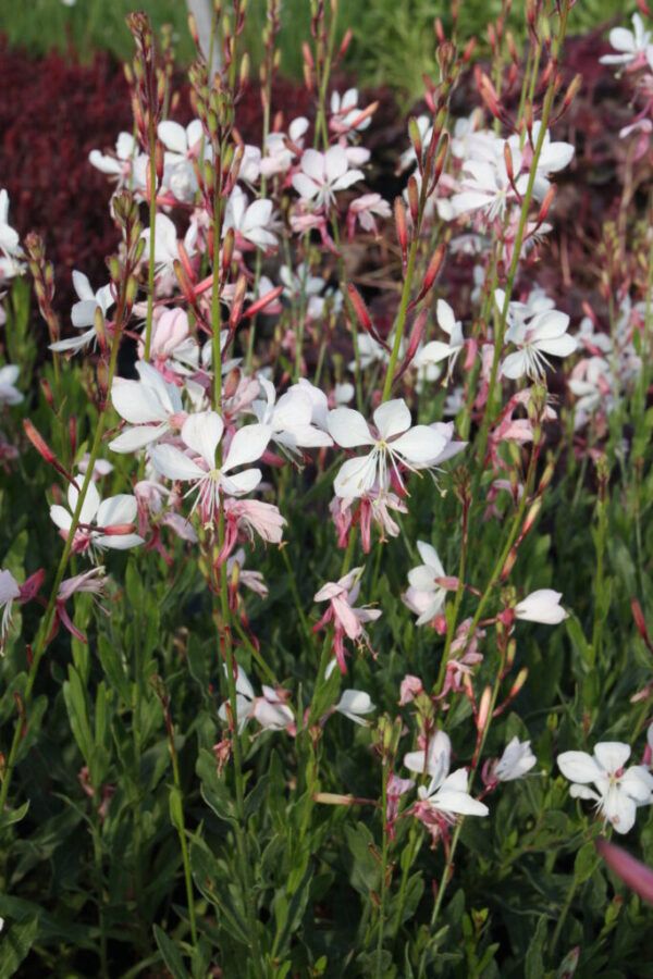 Gaura lindheimeri Gaudi White Prachtkerze