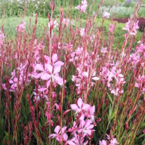 Gaura lindheimeri Flamingo Pink Prachtkerze